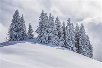 Group of coniferous trees with snow and hoarfrost