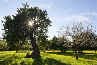 Evergreen Oaks (Quercus ilex) and Almond trees (Prunus dulcis) on flowering clover meadow