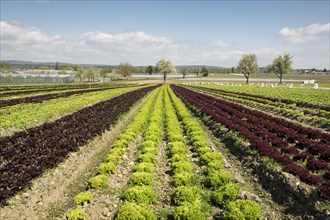 Lettuce field