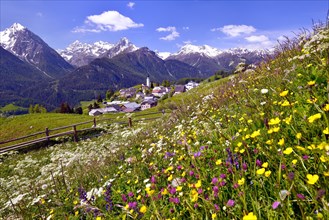 Meadow flowers against Ftan in the Lower Engadin