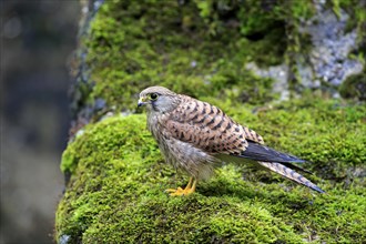Common Kestrel or Eurasian Kestrel (Falco tinnunculus)