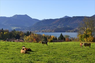 Cows on a pasture above the Tegernsee Lake