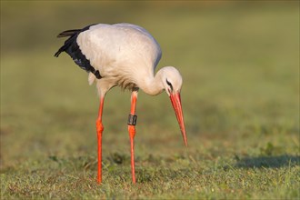 White Stork (Ciconia ciconia) foraging on meadow