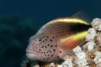Black-sided hawkfish (Paracirrhites forsteri) on stony coral