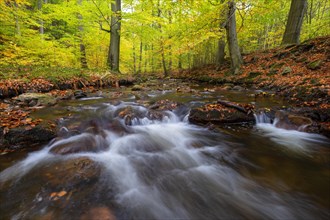 Mountain stream Ilse flows over stones through autumnal forest