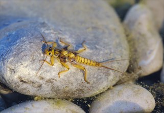 Larvae of a stonefly (Plecoptera) on stone in shallow water