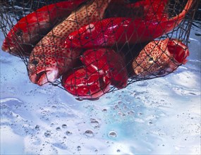 Red snapper being lifted in a fishing net over water