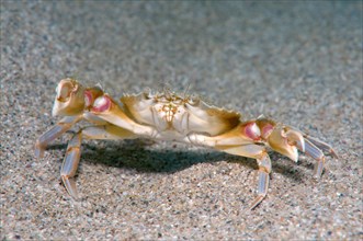 Swimming Crab (Macropipus holsatus Syn Liocarcinus holsatus)