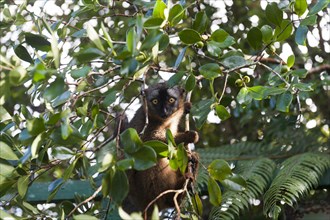 Red-fronted Lemur (Eulemur rufifrons)
