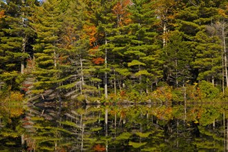 Forest being reflected in beaver pond in autumn