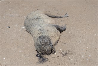 Dead seal pup