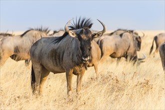 Wildebeest (Connochaetes taurinus)