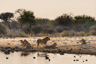 Pride of lions (Panthera leo) drinking at the Klein Namutoni waterhole