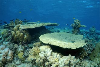 Coral reef in Ras Muhammad National Park