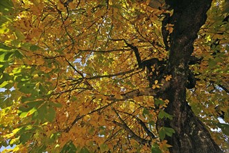 Horse-chestnut (Aesculus hippocastanum) with autumnal colours