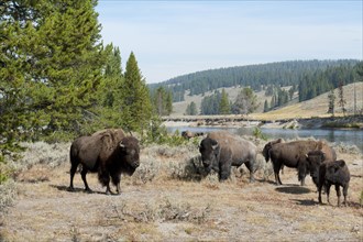 Herd of American Bison (Bison bison) beside Yellowstone River