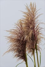 Bamboo grass (Pogonatherum paniceum) on the Pacific Coast