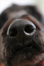 Dog's nose