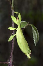 Leaf Insect or Walking Leaf (Phyllium sp.)