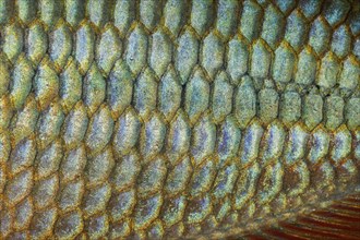 Scales of a Jewel Rainbow Fish or Banded Rainbowfish (Melanotaenia trifasciata)