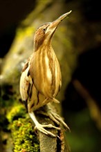 Little Bittern (Ixobrychus minutus)