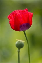 Turkish tulip (Papaver glaucum)