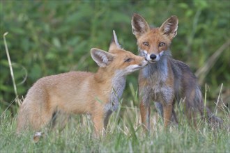 Red foxe (Vulpes vulpes)