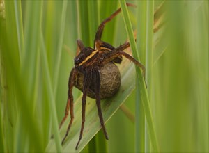 Raft spider (Dolomedes fimbriatus) with egg cocoon in the grass