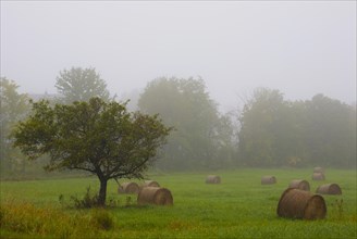 Old apple tree and hay bales in the morning fog