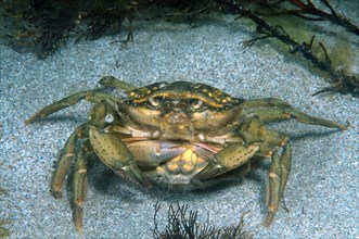 Green Crabs (Carcinus aestuarii)