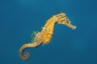 Short-snouted Seahorse (Hippocampus hippocampus)