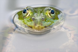 Edible Frog (Pelophylax kl. Esculentus)