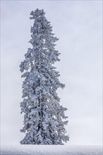 Solitary pine tree with hoarfrost in winter