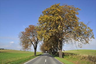 Country road with autumnal Horse-chestnut avenue (Aesculus hippocastanum)