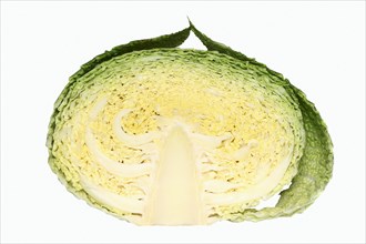 Savoy Cabbage (Brassica oleracea var sabauda)