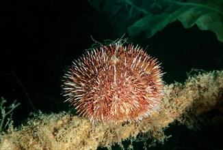 Green Sea Urchin (Strongylocentrotus droebachiensis)