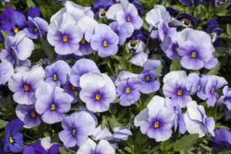 Horned Pansies (Viola cornuta 'Twix Blue Ice')
