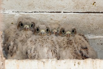 Young Kestrels (Falco tinnunculus) in nest box