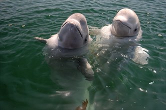 Two young Beluga Whales or White Whales (Delphinapterus leucas)
