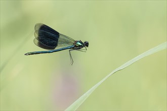 Banded demoiselle (Calopteryx splendens)