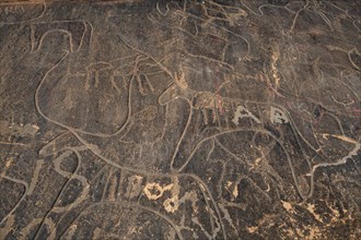 Prehistoric rock carvings near Taghit