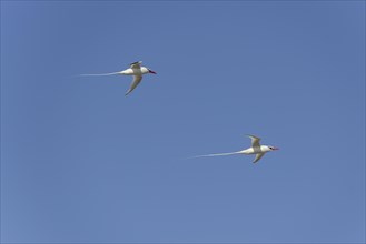 Two Red-billed Tropicbirds or Boatswain Birds (Phaeton aethereus) in flight