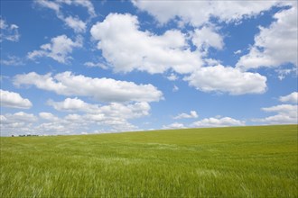 Barley field (Hordeum vulgare) in spring with blue sky and cumulus clouds