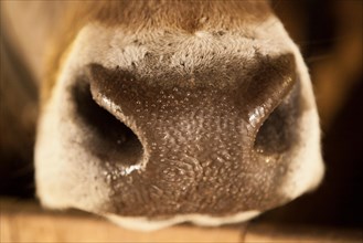 Nose of an Austrian cow