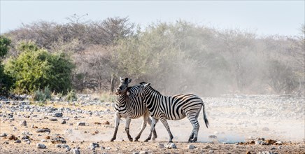 Two fighting Burchell's Zebras