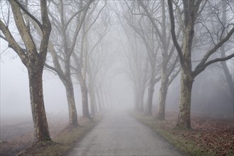 Tree-lined avenue of plane trees in the fog