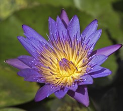 Cape Blue Water Lily (Nymphaea capensis)