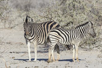 Plains Zebras (Equus quagga) with zebra foal