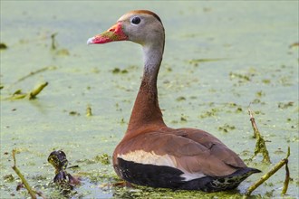 Black-bellied Whistling Duck (Dendrocygna autumnalis) in a swamp covered with duckweed
