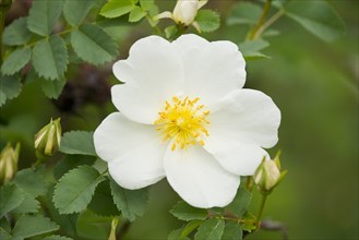 Burnet Rose (Rosa spinosissima)